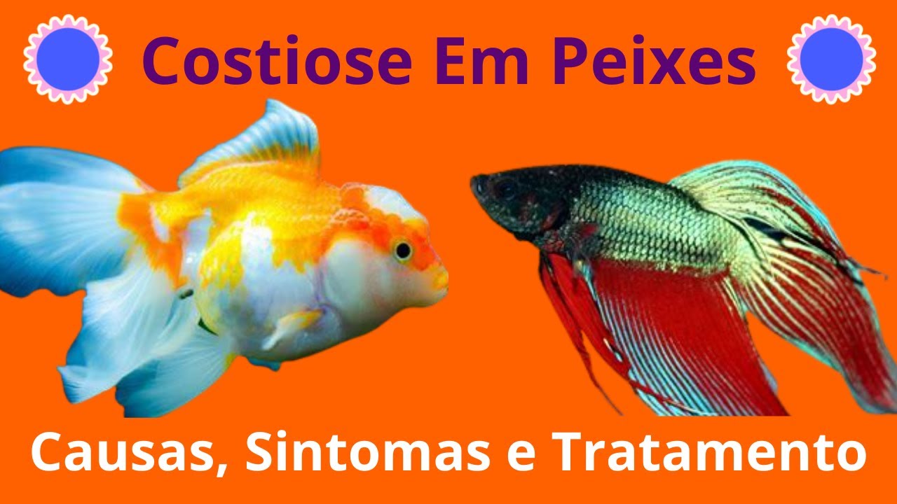 Costiose Em Peixes - Causas, Sintomas e Tratamento.