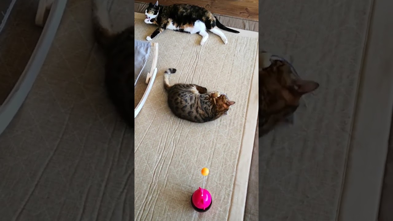 寶寶玩耍的午後