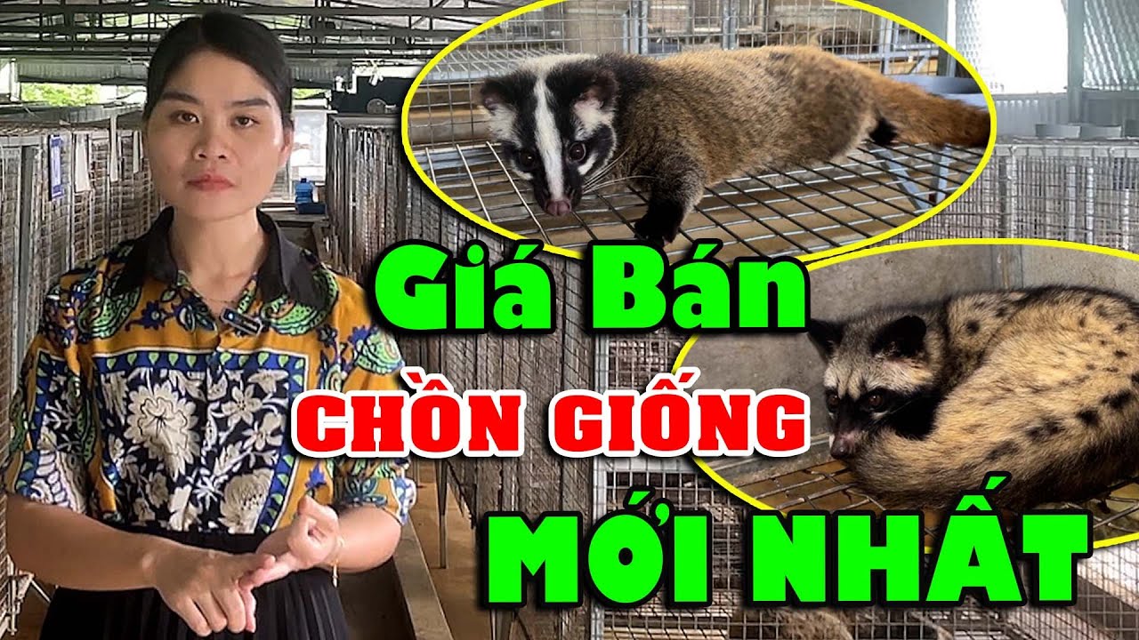 GIÁ BÁN CHỒN HƯƠNG GIỐNG VÀ CHỒN MỐC GIỐNG MỚI NHẤT HIỆN NAY | CHĂN NUÔI VIỆT