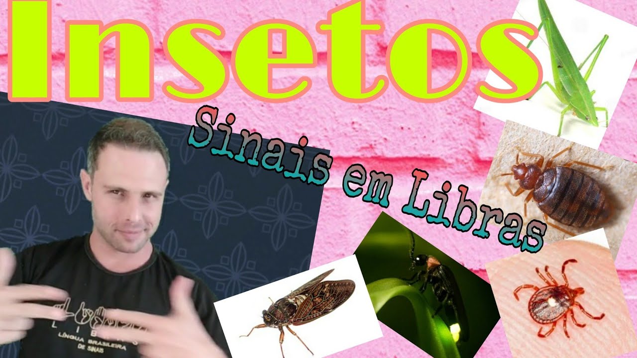 Insetos Sinais em Libras. Vários sinais de insetos, aula rápida. #libras