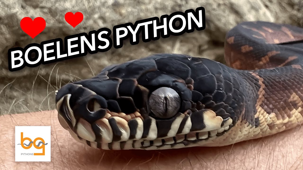 Boelens Python - the only thing better than a Boelens Python is....