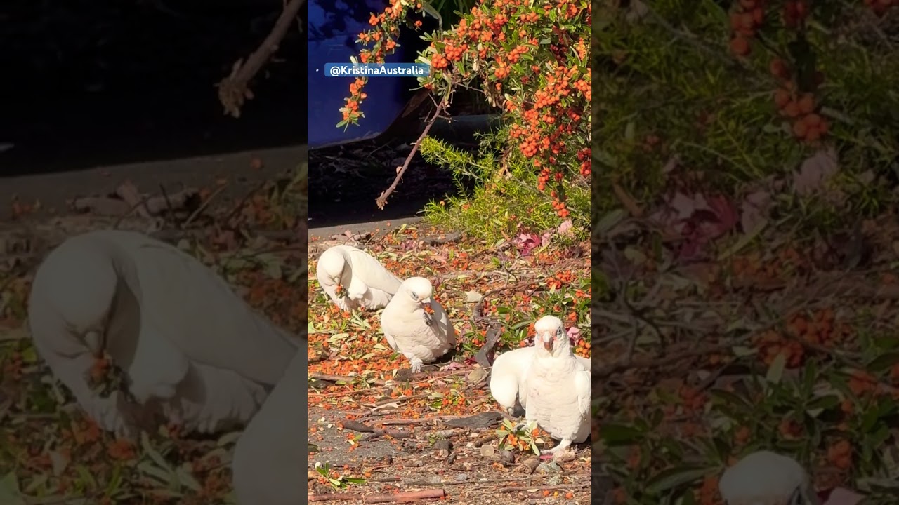 Little Corellas 