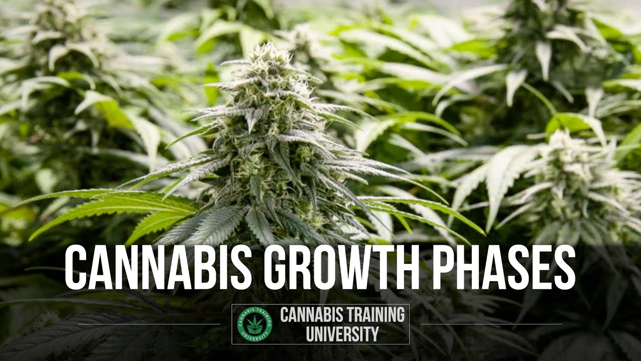 How Long Does it take to grow weed Video? Marijuana growth plant stages. How long to grow marijuana?