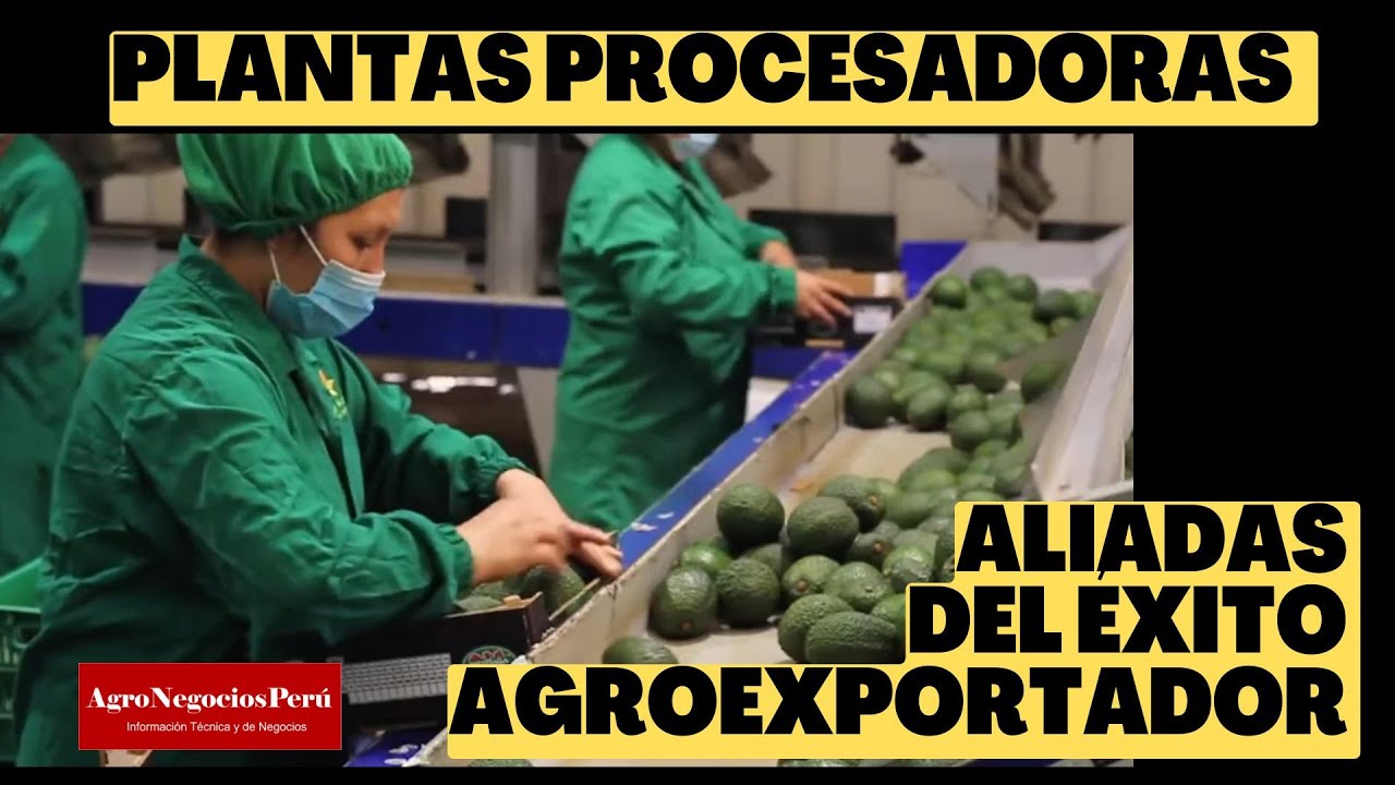 Estas son las grandes aliadas del éxito agroexportador peruano