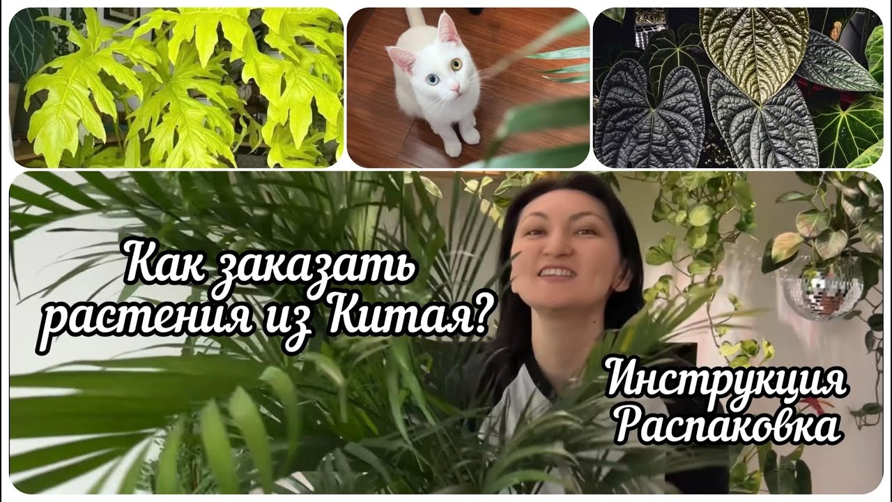 РАСТЕНИЯ из КИТАЯ! Как заказать и в каком состоянии приходят цветы?