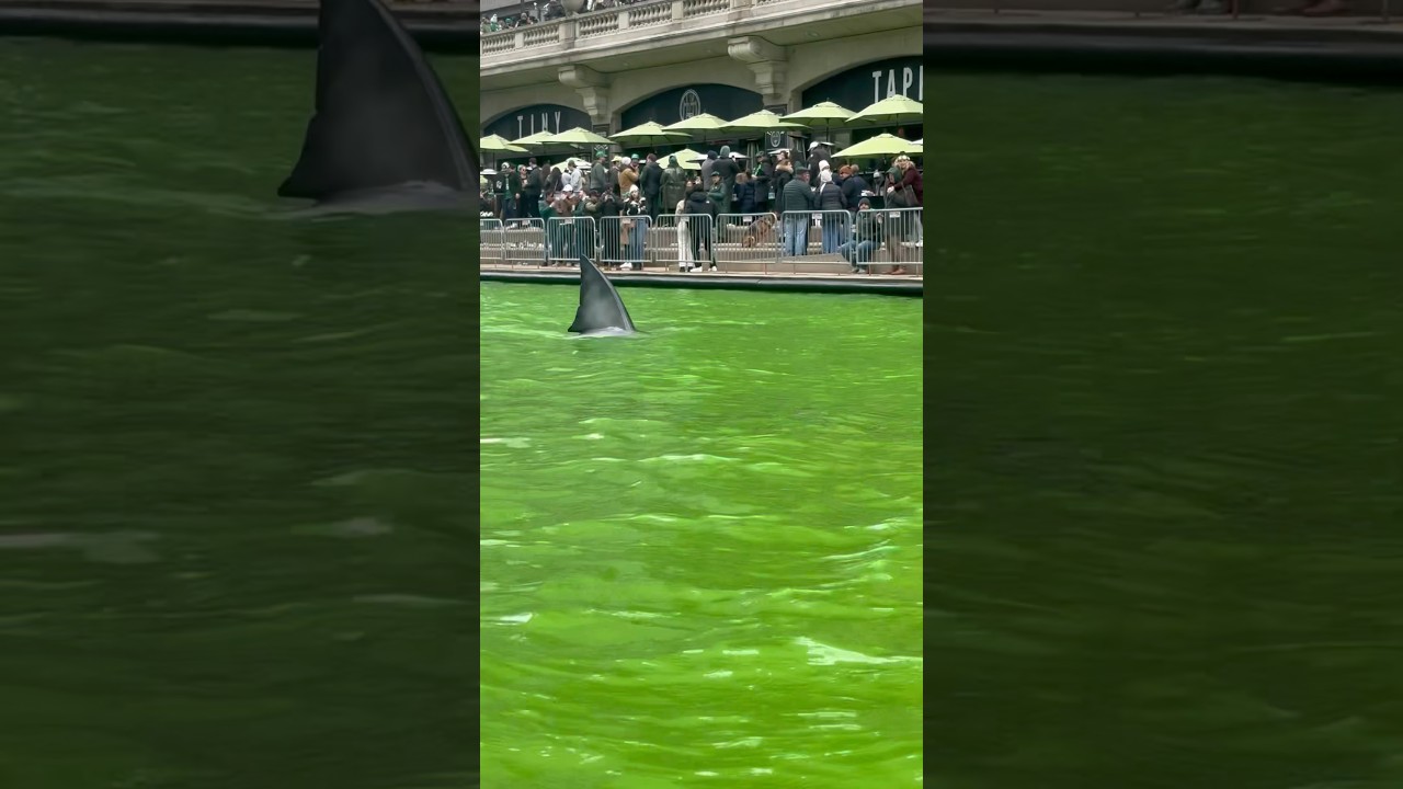 Sharks in the Chicago River Dye