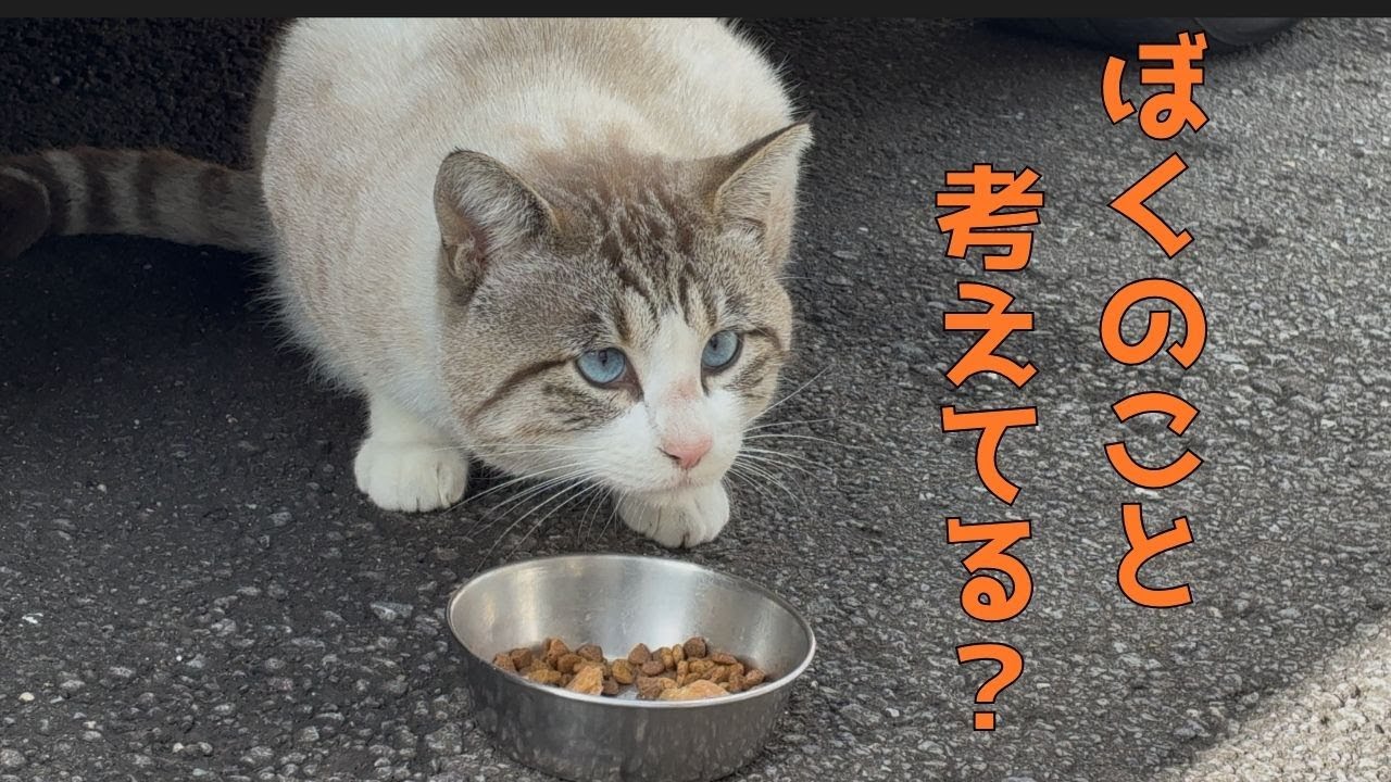 [ゴン太日記②]ゴン太の気持ち🐾