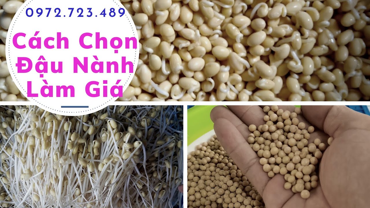 Cách Chọn Đậu Nành Làm Giá - ( LH: 0972.723.489 Tư Vấn Miễn Phí)