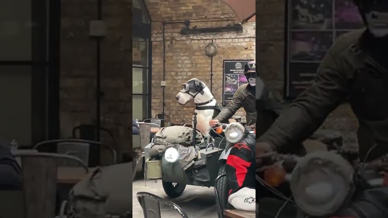 Cool Dog Rides in Vintage Motorcycle Sidecar || ViralHog