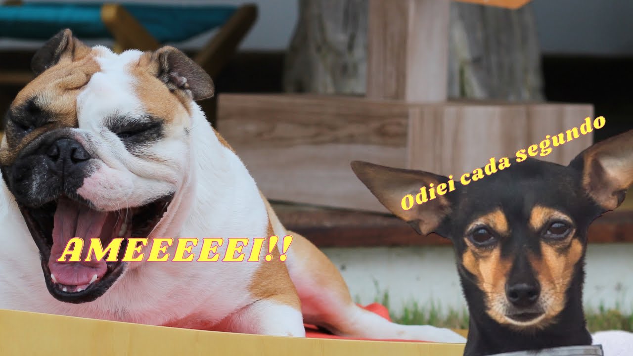 MELHORES MOMENTOS NA PETMANSÃO - com Mada e Bica