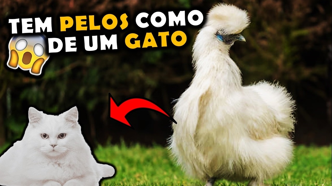 A INCR&Iacute;VEL RA&Ccedil;A GALINHA SEDOSA, UMA DAS MAIS BELAS DO MUNDO!