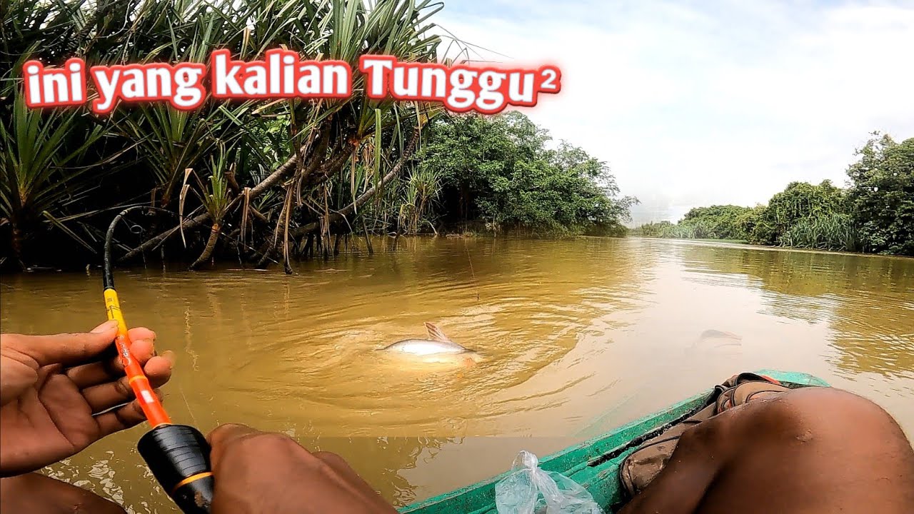 JACKPOT ‼️ Wajar saja jadi ikan idaman pemancing tarikan nya sangat beringas sampai geger geden
