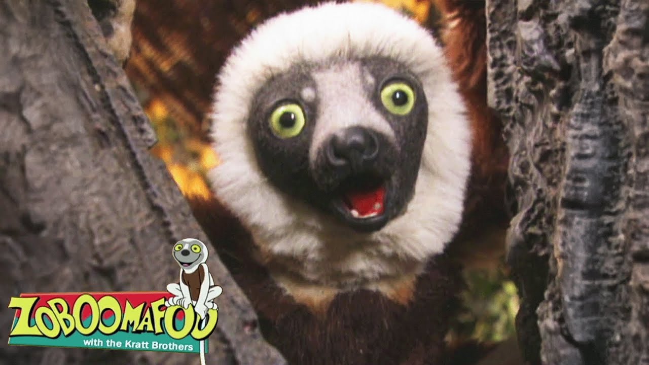 H2O | Zoboomafoo Português - WildBrain | Episódios Completos para Crianças