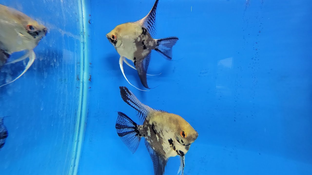 Субботний тур по магазину Boggs Aquatics 15.11.25