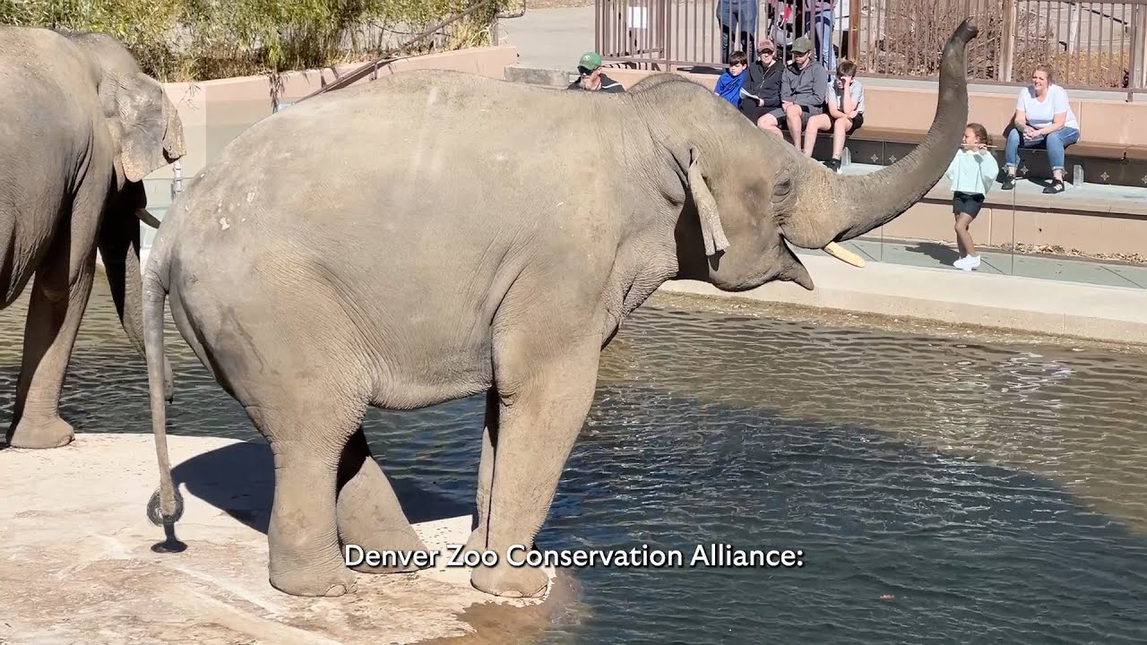 5 Things You May Not Know About Toyota Elephant Passage