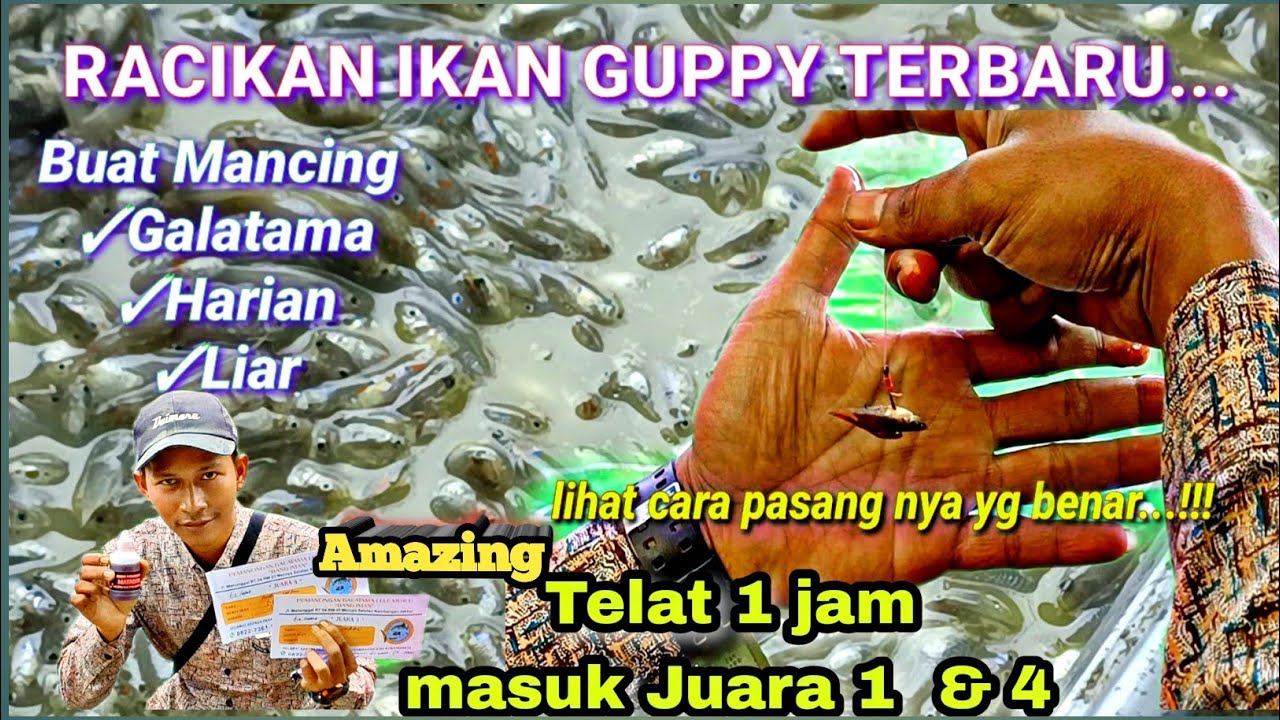 Racikan Ikan Guppy Galatama Lele Terbaru... Bikin Heboh TELAT 1 JAM BISA Masuk Juara 1&4 ... #viral
