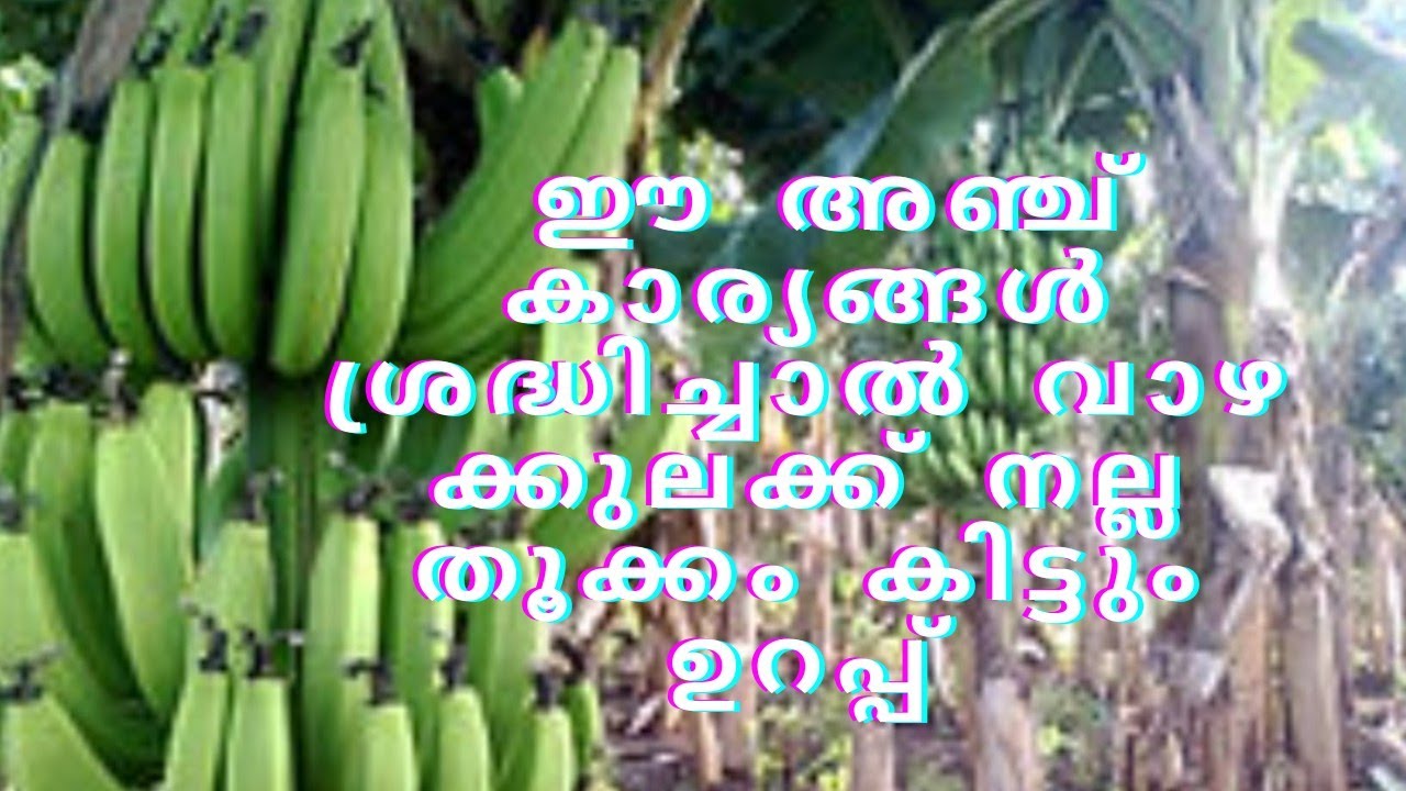 ഈ 5 കാര്യങ്ങൾ ശ്രദ്ധിച്ചാൽ വാഴക്കുലക്ക് നല്ല തൂക്കം കിട്ടും ഉറപ്പ് # namukkumkrishicheyyam