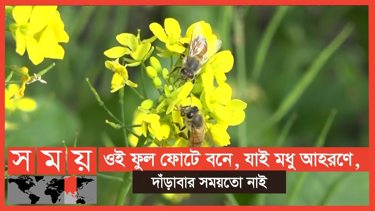 ১ ফোঁটা মধুর জন্য কতটুকু পরিশ্রম করে একটি মৌমাছি ? | Honey Cultivation | Somoy TV