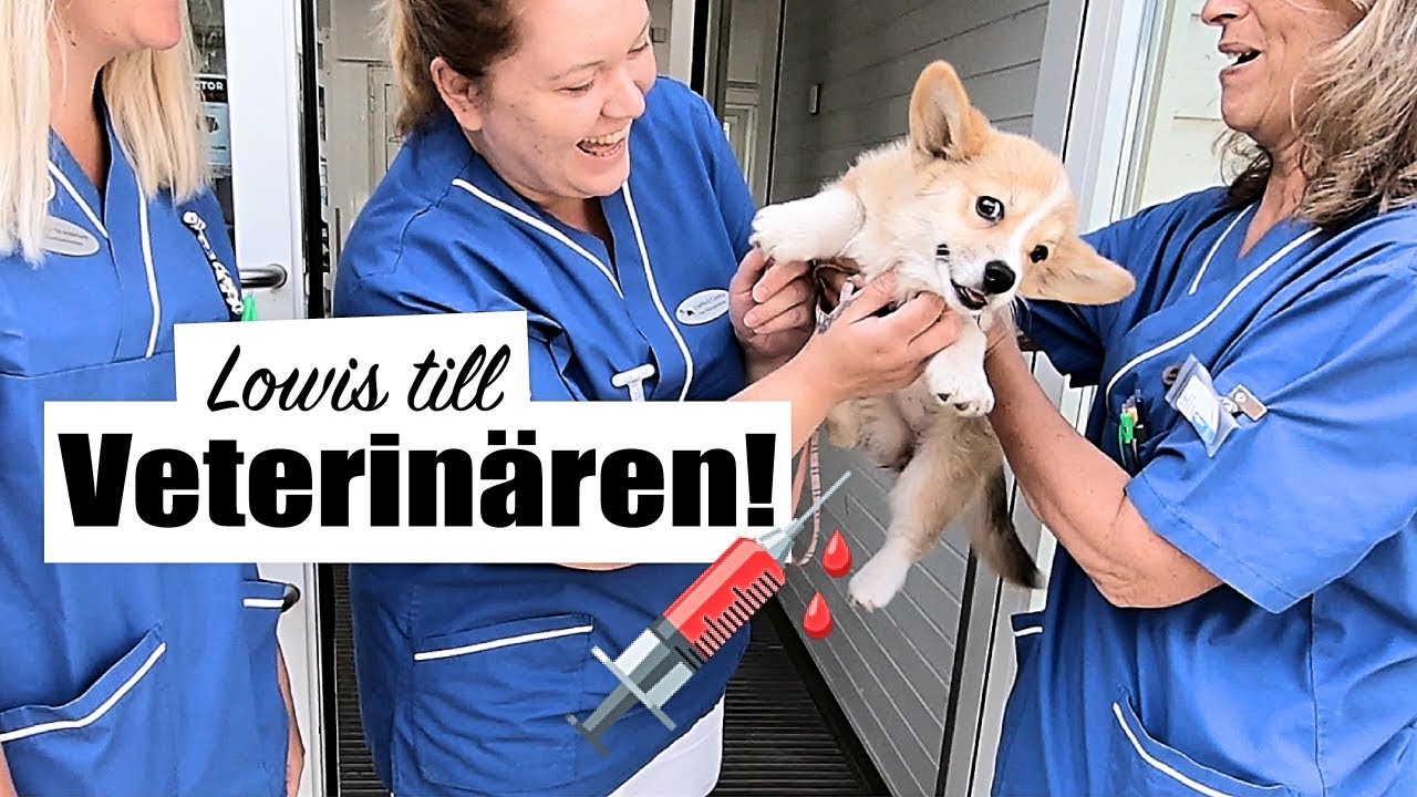 ValpVlogg 9 - till VETERINÄREN med valpen - 12v vaccination