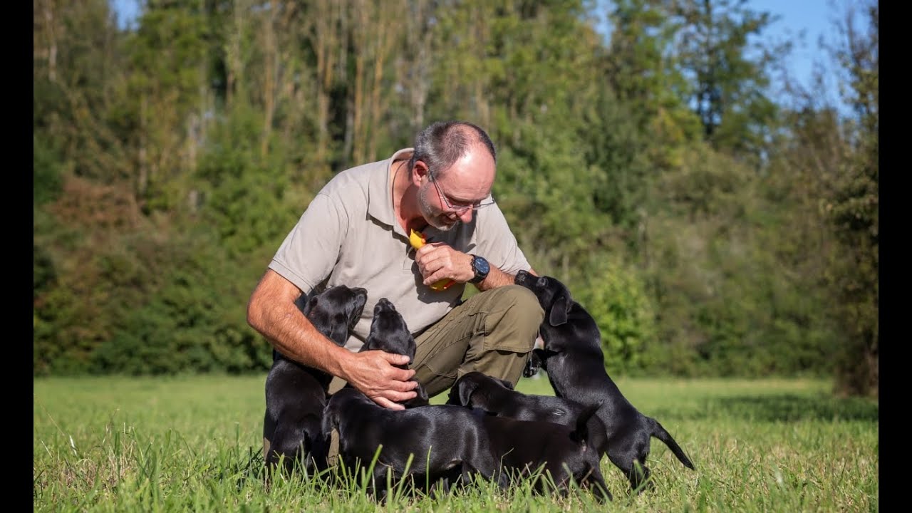 Erste Apporte mit 8 Wochen alten Labrador Welpen