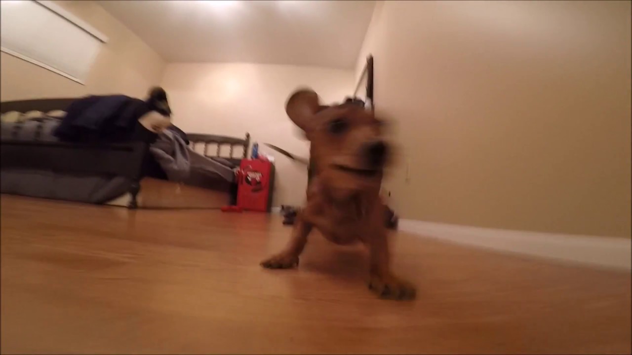 fas pupper does a zoom.