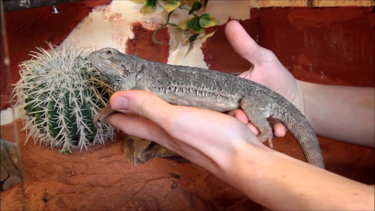 Tutorial : Manipulation de Pogona vitticeps