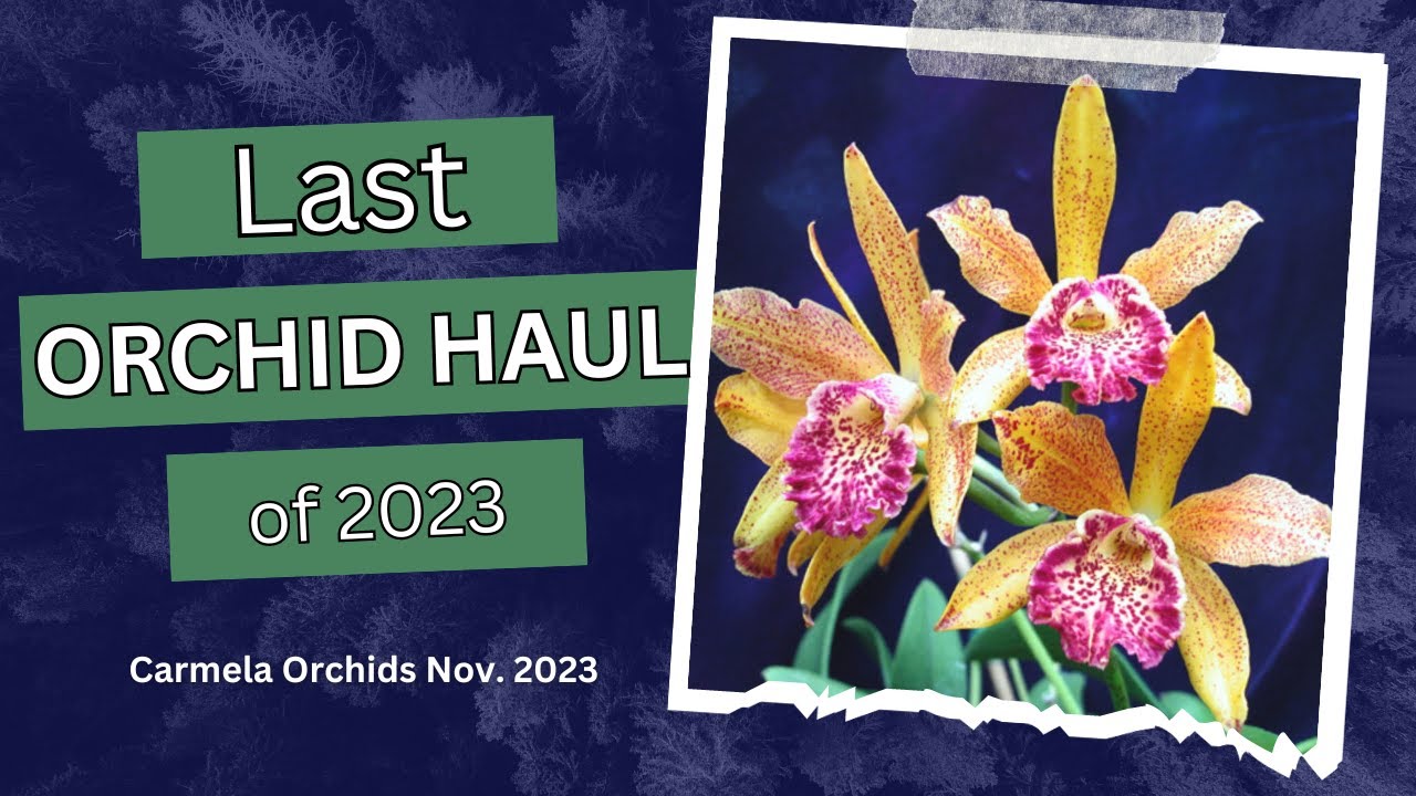 Orchid Haul/Carmela Orchids/Nov2023