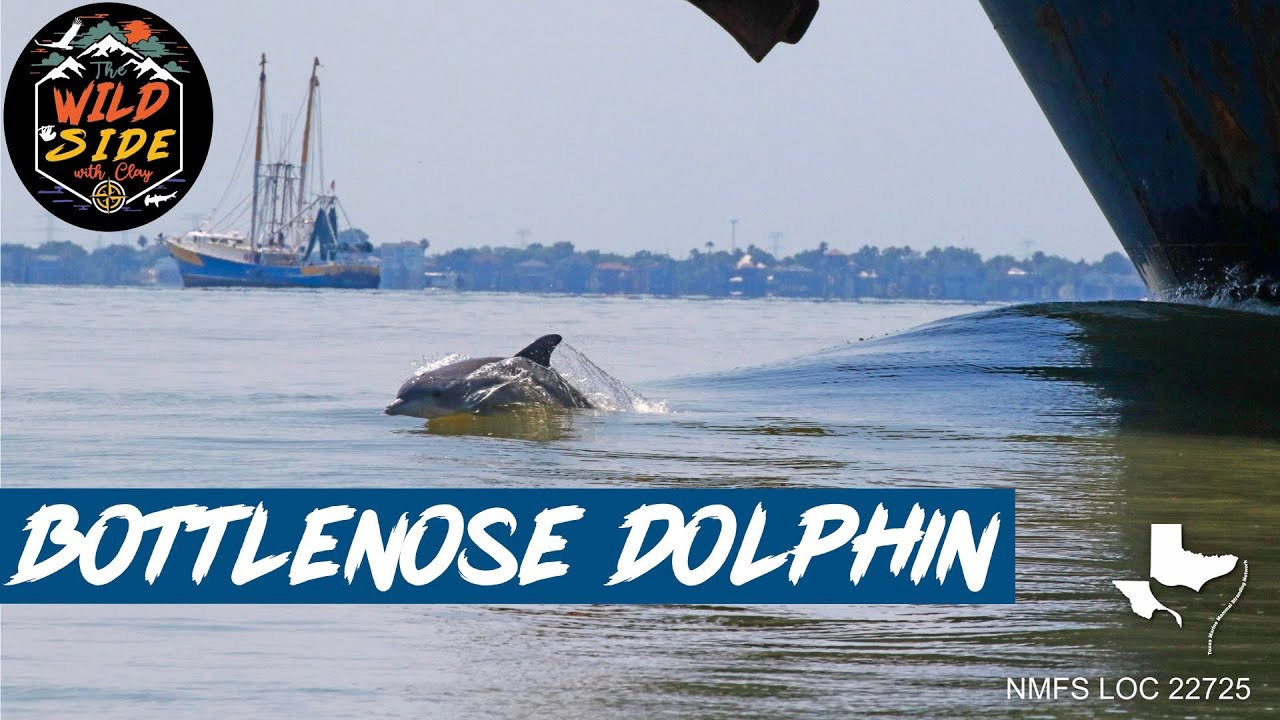 Сохранение дельфинов! Путешествуйте вместе с техасской сетью морских млекопитающих!