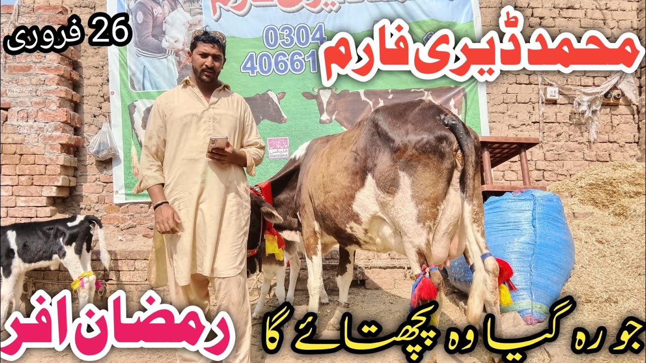 Muhammad Dairy Farm Sheikhupura Jarsey Fresian Cholistani Shaiwal cross breed cows !Ali Best 