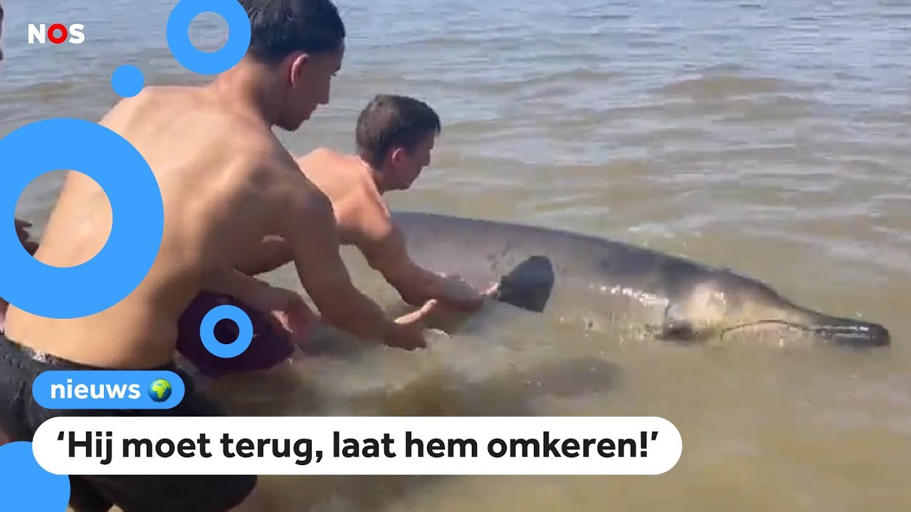 Strandgasten in Zandvoort duwen een walvis terug de zee in