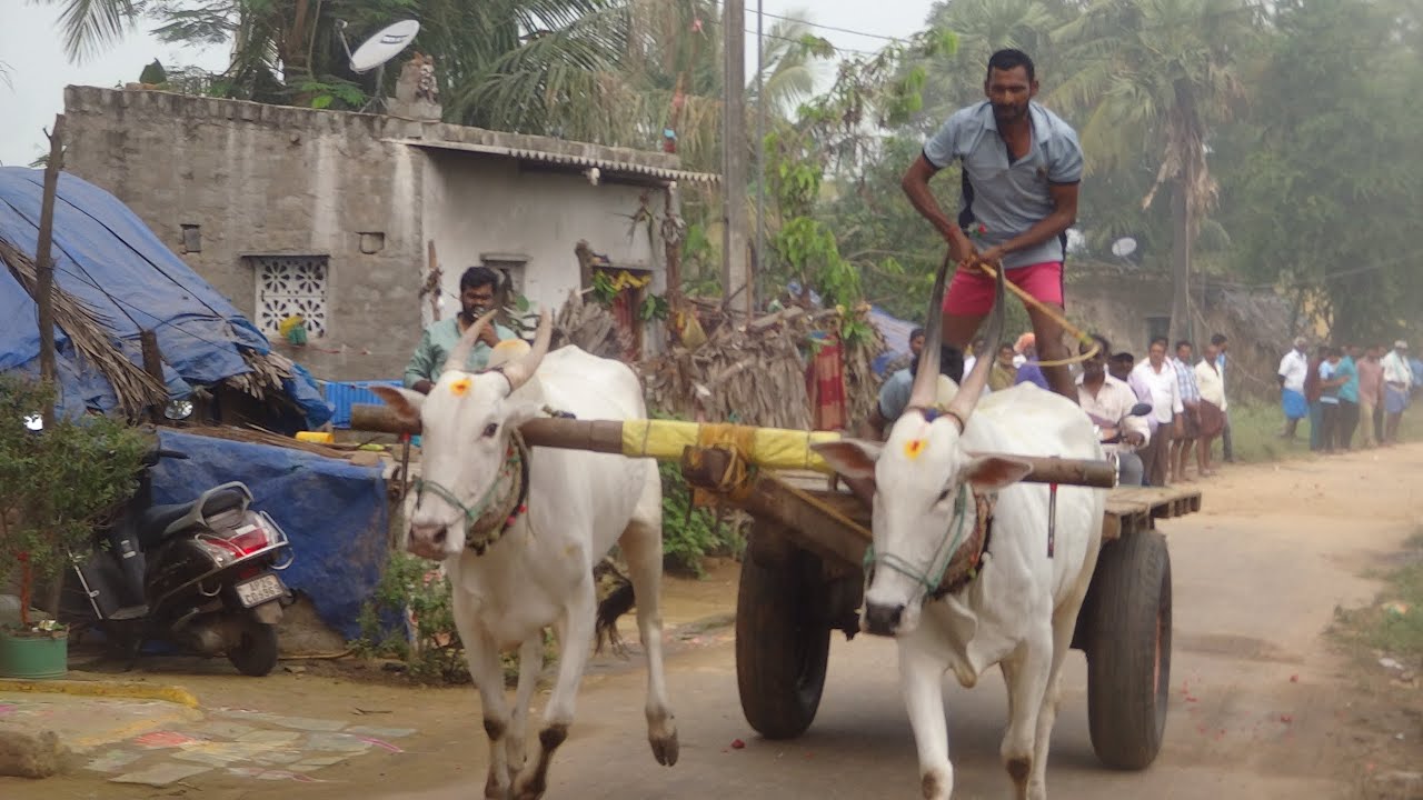 kovur junior category bullrace 🔥🔥 part  1