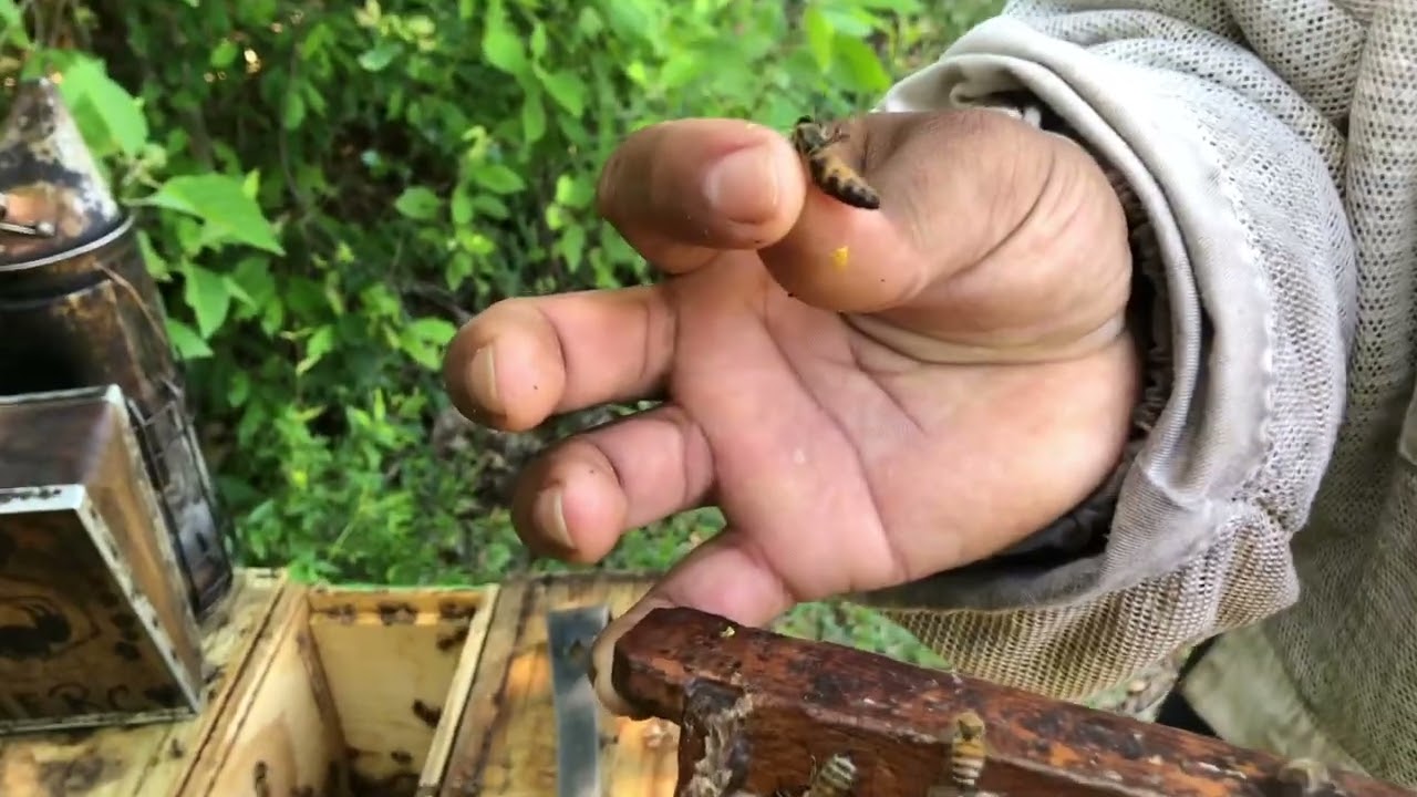Coy’s Honey Farm  queen mating Nucs