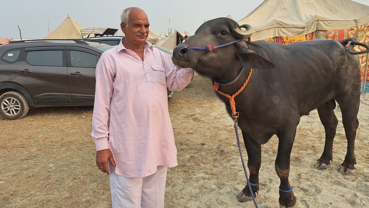 बड़े भाई बॉबी सुल्तानपुर # वास्तव में इतना बेधड़क चलाक कड़वा कटडा मिलता नहीं # Boby Sultanpur