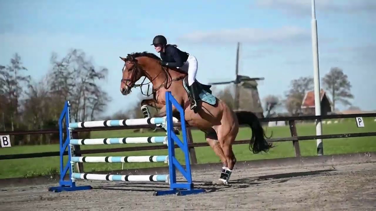 Unique equestrian equipment for your horse's spring wardrobe ✨