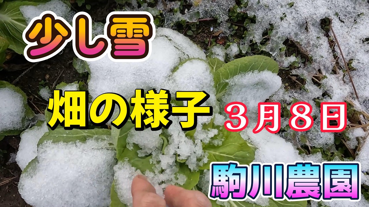 少し雪　畑の様子３月８日　駒川農園　26.3.8