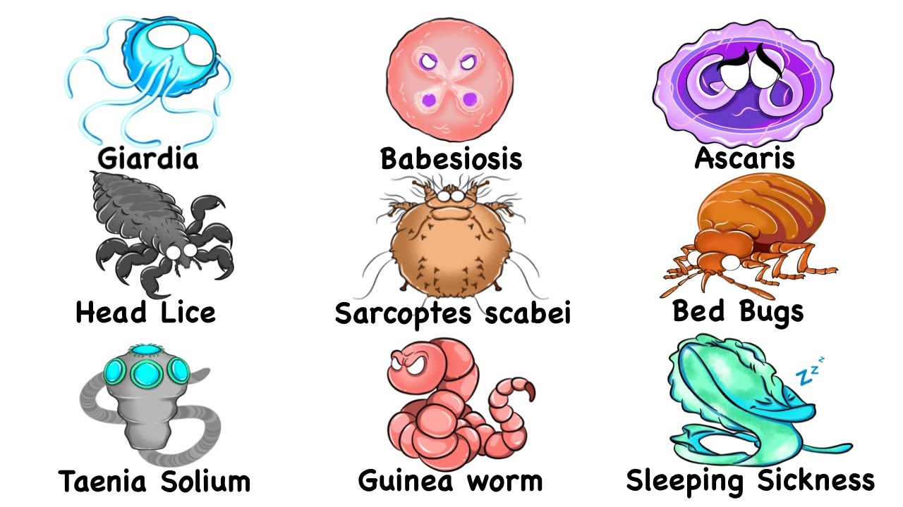 Every Parasite Infection Explained in 17 Minutes