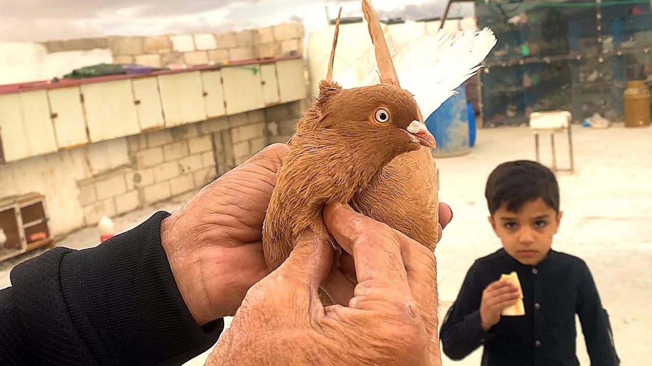 صيد حلبي اصفر ونوري اسود وحمام جديدة نخب على السطح