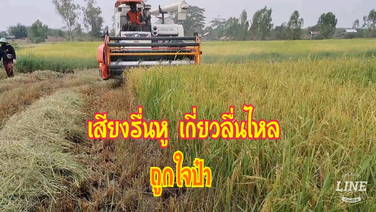 รถเกี่ยว!!70ขยายปาก95 เกี่ยวข้าวนาปรัง รอบต่ำก็เกี่ยวได้!!