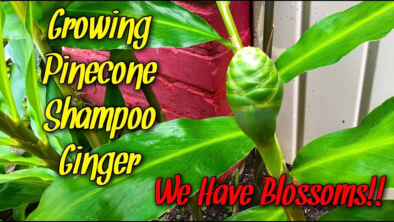 We Have Blossoms! | Growing Pinecone Shampoo Ginger