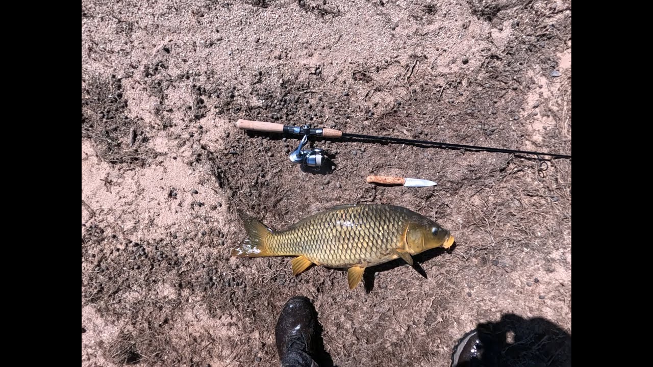 Carp on a lure no. 539