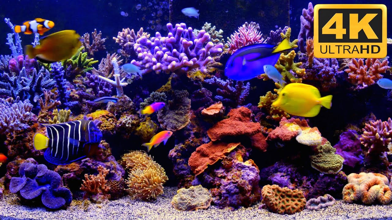 Coral Garden by Uscenes. The best 4K Aquarium TV Screensaver