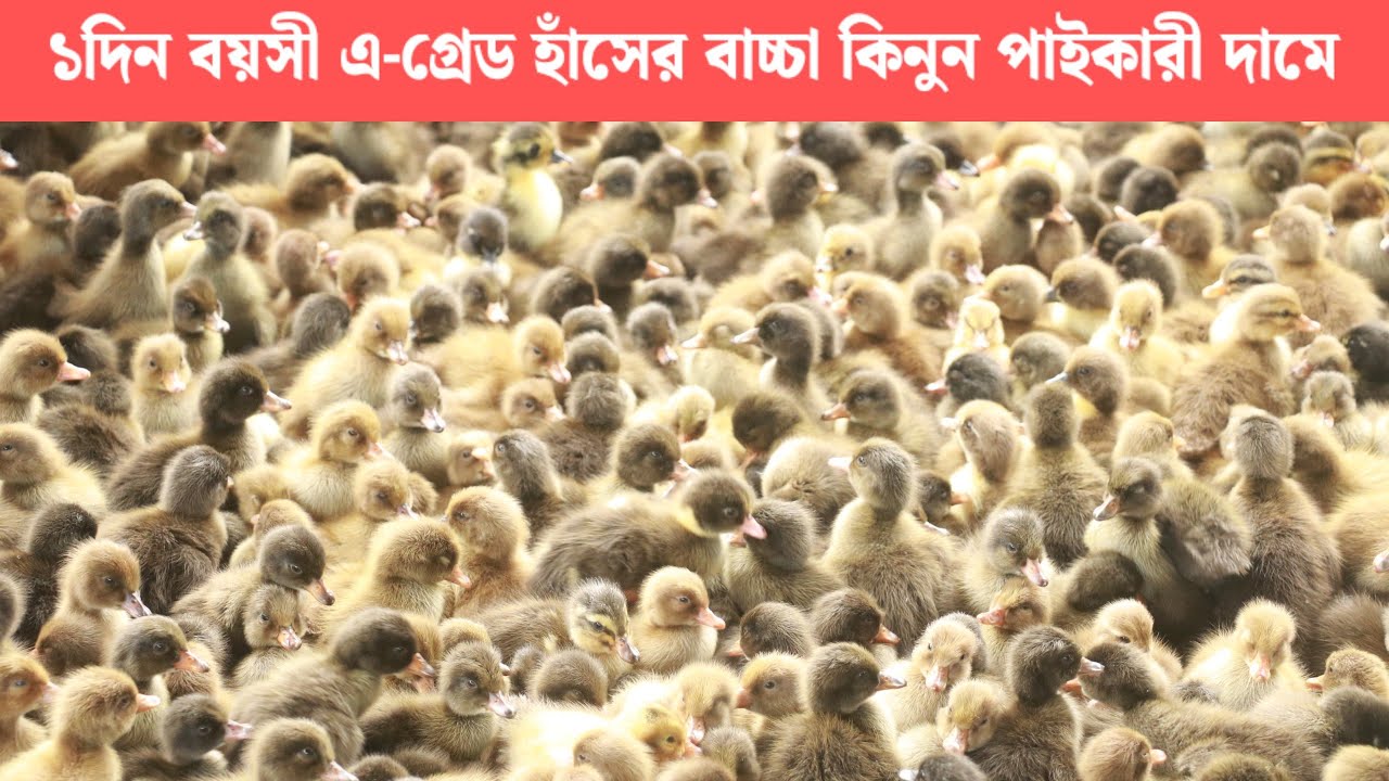 ১দিন বয়সী এ-গ্রেড হাঁসের বাচ্চা কিনুন পাইকারী দামে।খাকি খ‍্যাবম্বেল হাঁসের বাচ্চা কিনুন।আল-হিকমাহ