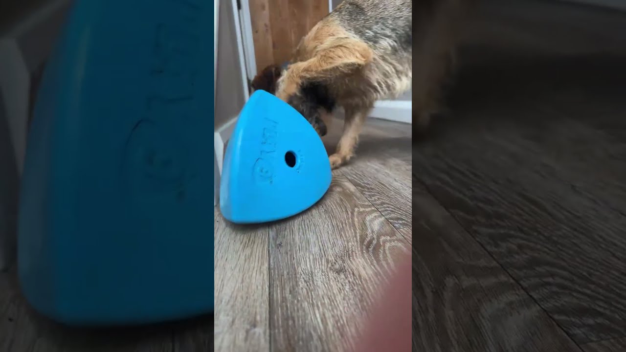 Bramble the Border Terrier works on her food delivery toy… 