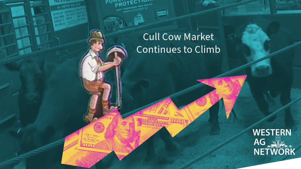 Cull Cow Market Continues to Climb Higher