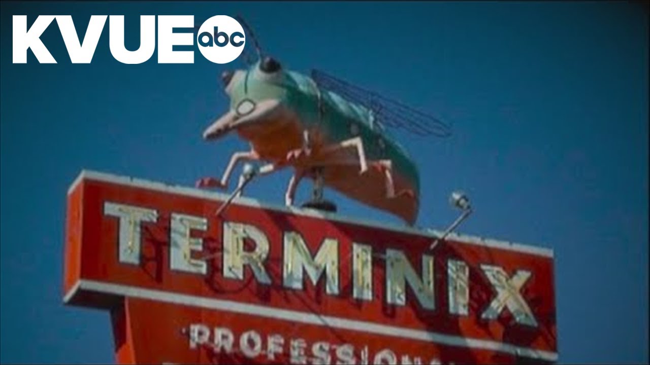 The hunt for Austin's Willie N. Festus bug | KVUE