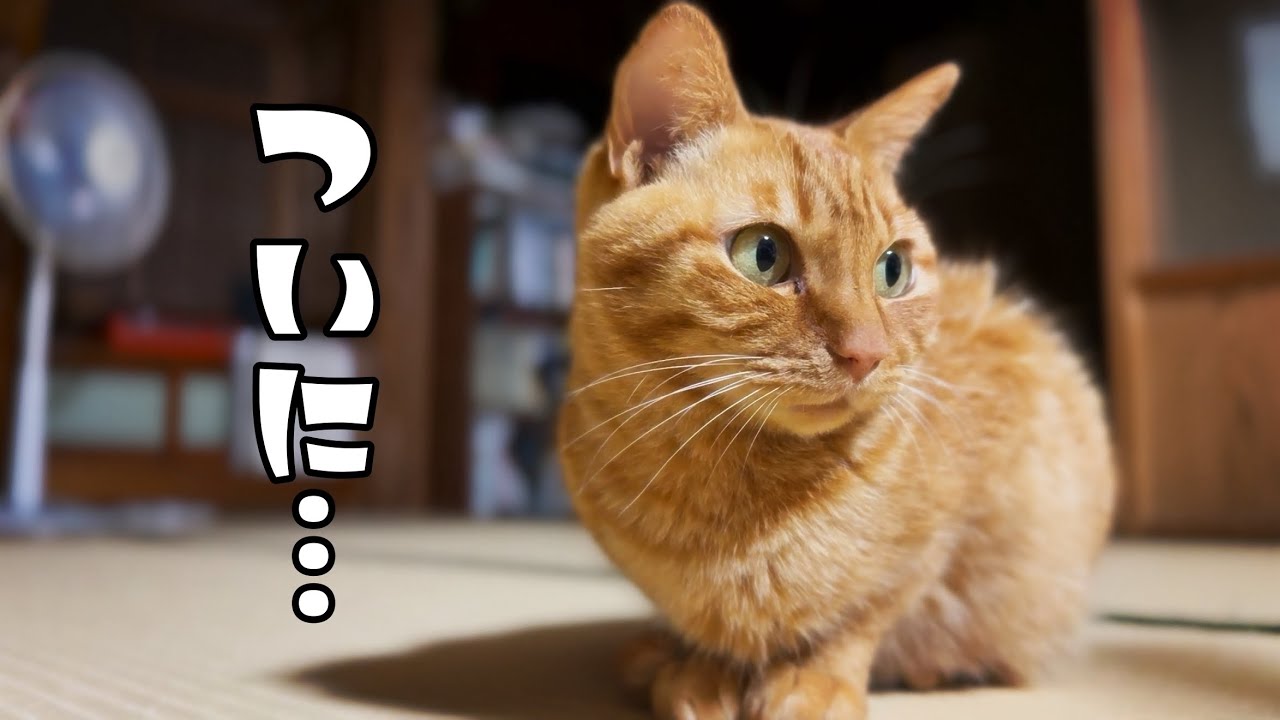 るなの初ふみふみ＆間違い探し　Luna’s First Kneading