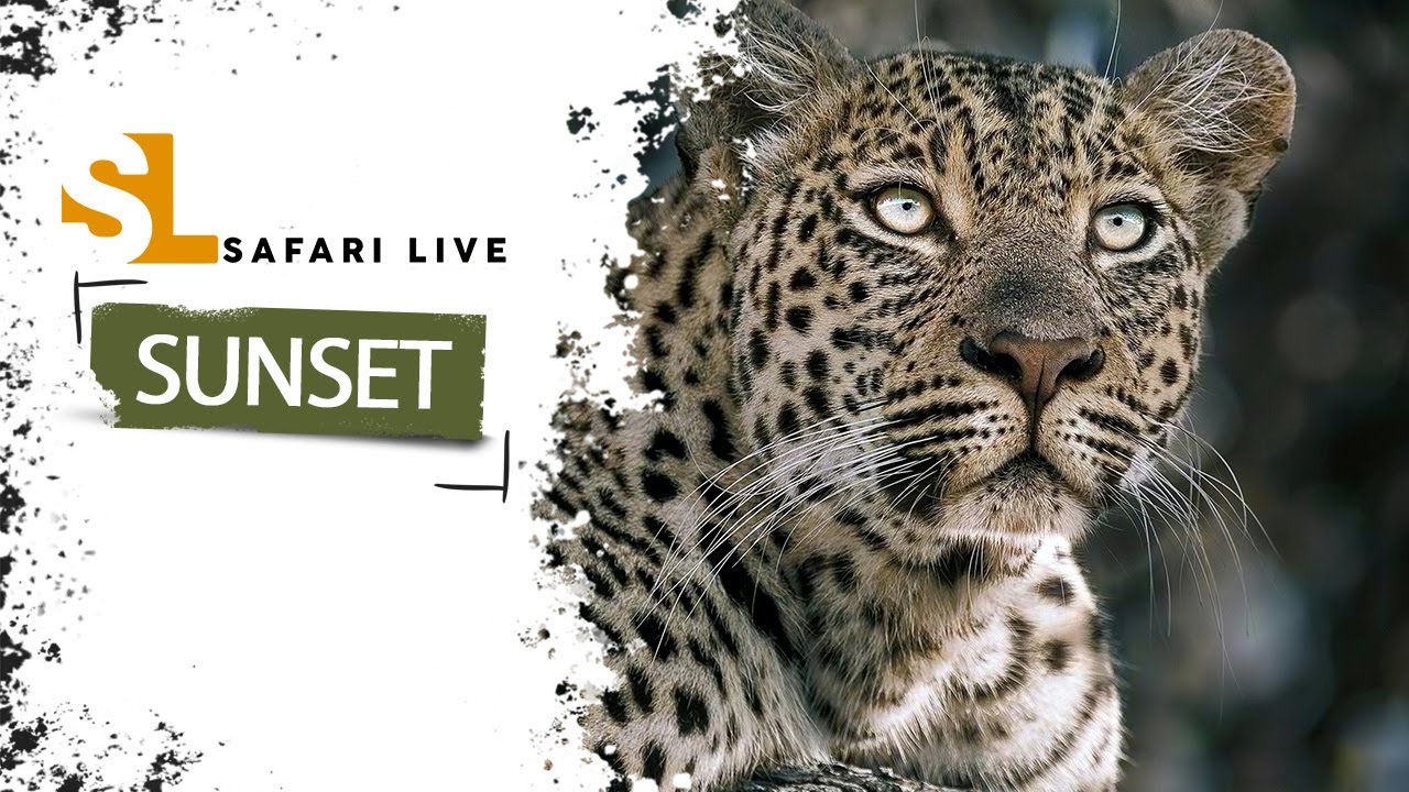 SafariLIVE Sunset - Repeat - 17 February 2026