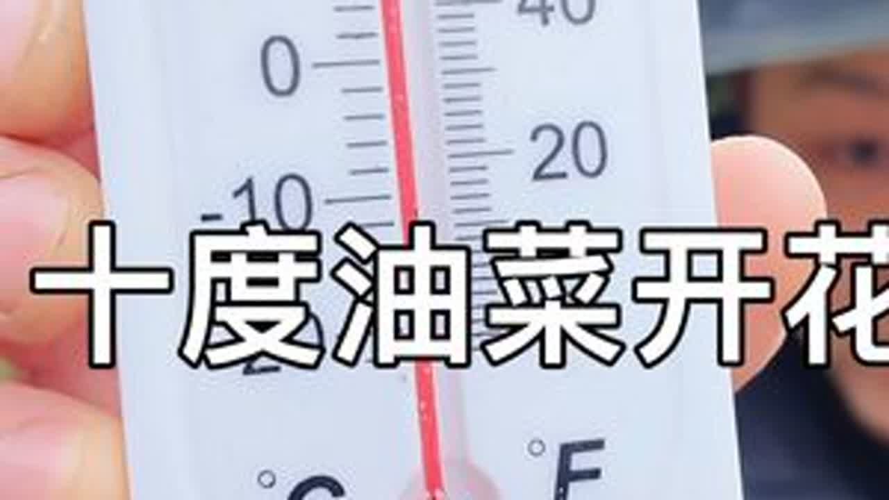 温度十度，油菜开花了蜜蜂还缺粉缺蜜吗，还喂不喂花粉和糖水。 #农村养蜂人 #中蜂养殖 #春繁高峰期 #养蜂技术分享 #养蜂日记