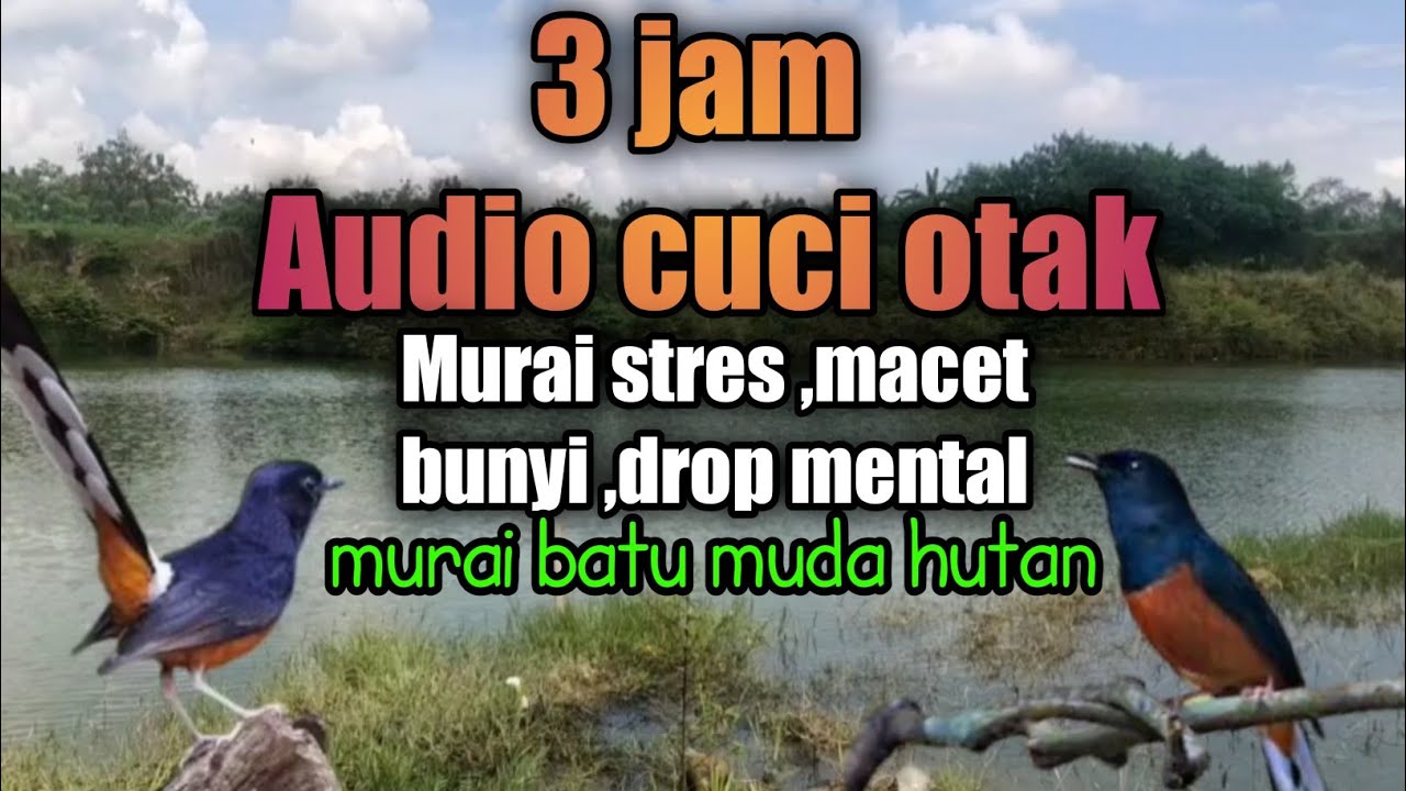 ampuh..‼️Pancingan dan terapi murai batu stres ,macet bunyi ,drop mental dan murai batu muda hutan