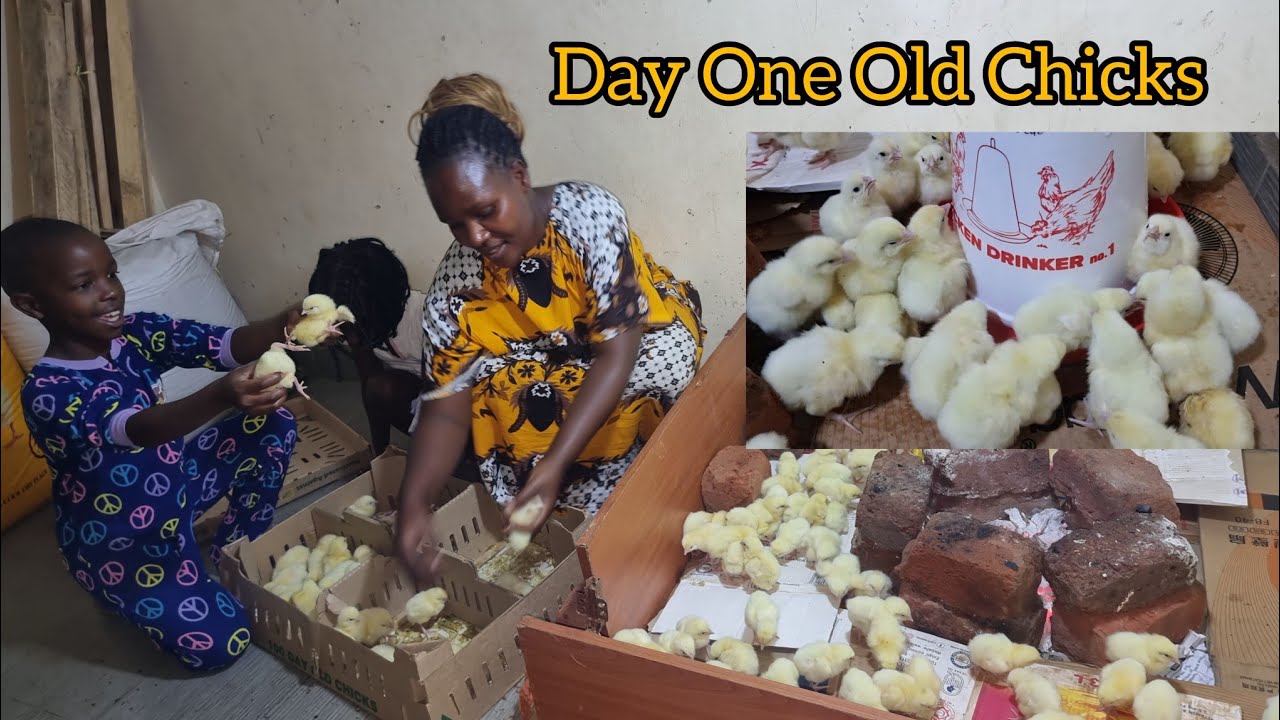 My Day One Old Chicken 🐔 From Bruddah To Sell in African Village